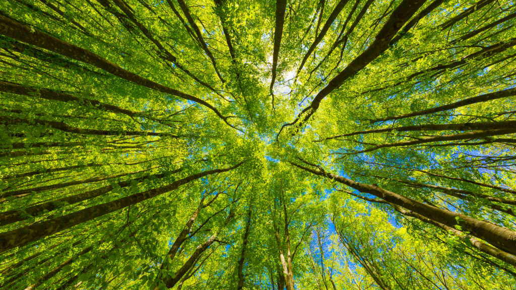 Looking upward at a leafy tree canopy.